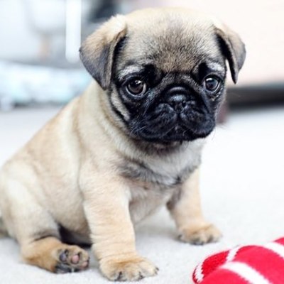 Timeline: Evolution of dogs