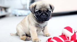 Timeline: Evolution of dogs