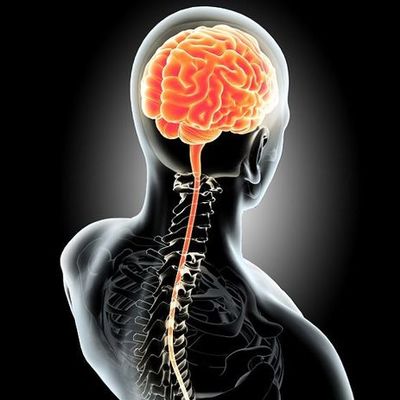 Timeline: Ontogénesis del Sistema Nervioso
