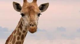 Timeline: Evolution of the Giraffe!