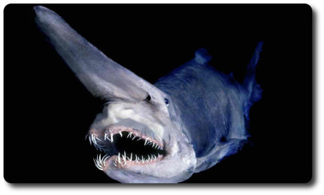 Biodiversity and Evolution of Sharks timeline | Timetoast timelines