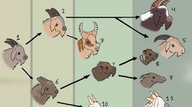 Timeline: Evolution of the Goat