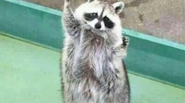 Timeline: Evolution of Procyonidae