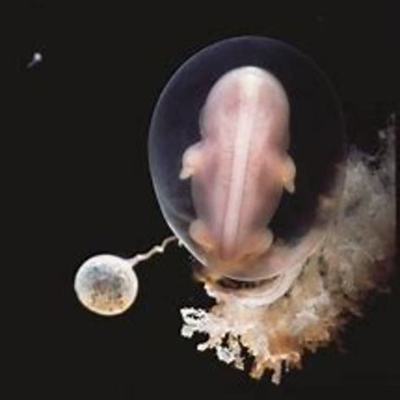 Timeline:  Ontogénesis del Sistema Nervioso.