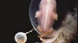 Timeline:  Ontogénesis del Sistema Nervioso.