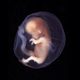 9 10 week human embryo 2048x1152
