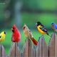 D6eaef91aae6efa3a9643a12e5b2a7cc pretty birds beautiful birds