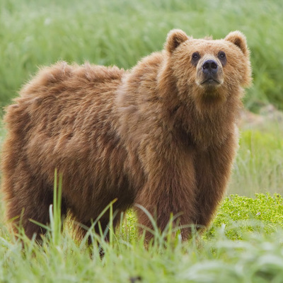 Timeline: Evolution of Grizzly Bears