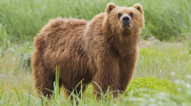 Timeline: Evolution of Grizzly Bears