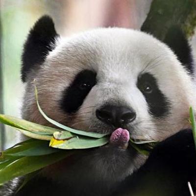 Timeline: Evolution of Giant Pandas (Ailuropoda melanoleuca)