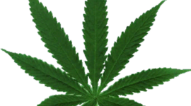 Timeline: Effective Dates of Medical Marijuana Legalization in 15 states and D.C.