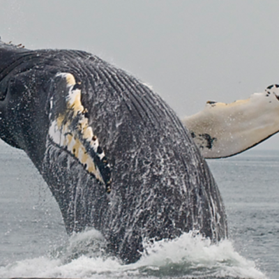 Timeline: The Evolution of Whales