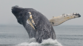 Timeline: The Evolution of Whales