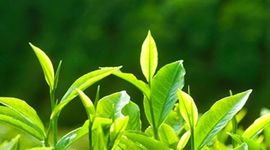 Timeline: The Evolution of Plants