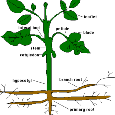 Timeline: Planting A Garden