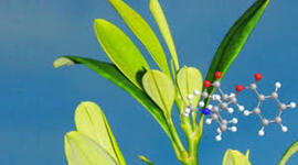 Timeline: Historia real de la cocaína Vallejos