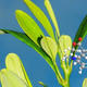 Enlace