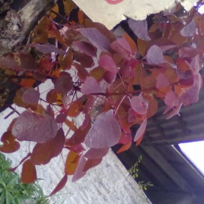 Timeline: Acodo Aéreo en Euphorbia cotinifolia o Lechero Rojo