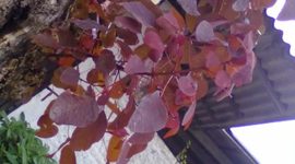 Timeline: Acodo Aéreo en Euphorbia cotinifolia o Lechero Rojo