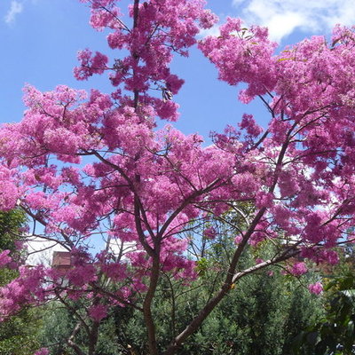 Timeline: Acodo Aéreo de Arupo ( Chionanthus pubescens Kunth )