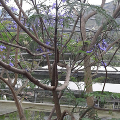 Timeline: BONSAI POR ACODO AÉREO DE JACARANDÁ