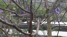 Timeline: BONSAI POR ACODO AÉREO DE JACARANDÁ