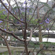 Jacaranda1