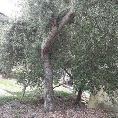 Timeline: BONSAI POR ACODO AÉREO DE ALAMO
