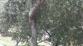 Timeline: BONSAI POR ACODO AÉREO DE ALAMO