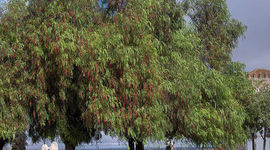 Timeline: Acodo Aéreo de Molle (Schinus molle)