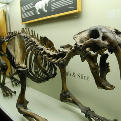 Timeline: animales extintos