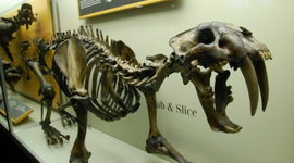 Timeline: animales extintos