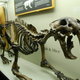 Smilodon esqueleto