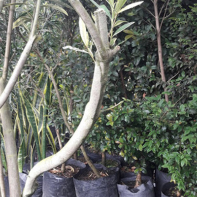 Timeline: BONSAI POR ACODO AÉREO DE LAUREL