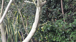 Timeline: BONSAI POR ACODO AÉREO DE LAUREL