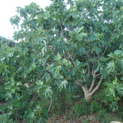Timeline: Acodo Aéreo de Higo (Ficus carica)