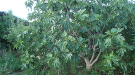 Timeline: Acodo Aéreo de Higo (Ficus carica)