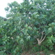 Ficus carica o higuera