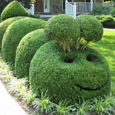 Timeline: TOPIARIA ( La Oruga)