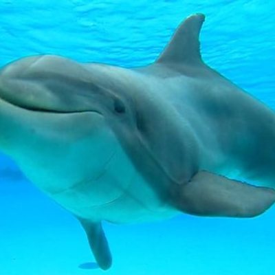 Timeline: Evolution of the Dolphin