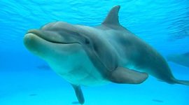 Timeline: Evolution of the Dolphin