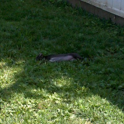 Timeline: Tasha's Little Lifespan