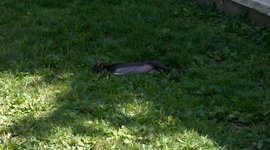 Timeline: Tasha's Little Lifespan