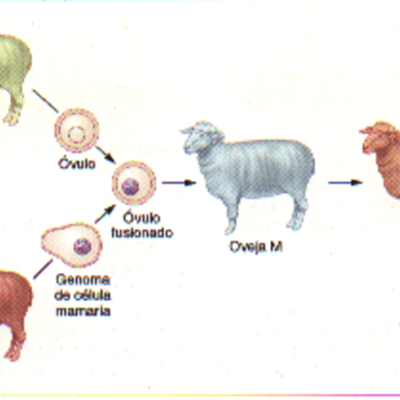 Timeline: Clonacion y Modificación de Genes