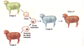 Timeline: Clonacion y Modificación de Genes