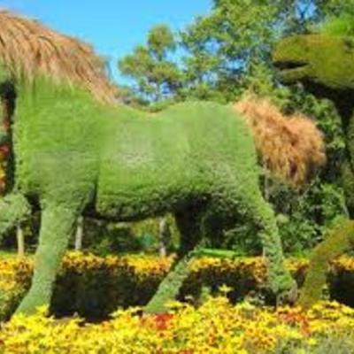 Timeline: CONSTRUCCIÓN DE TOPIARIA DE CABALLO