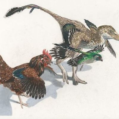 Timeline: From Dinosaur to Bird