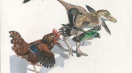 Timeline: From Dinosaur to Bird