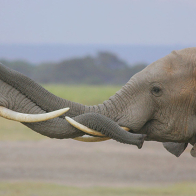 Timeline: Elephant Evolution