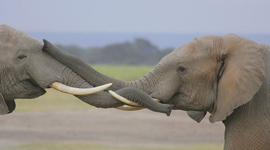 Timeline: Elephant Evolution